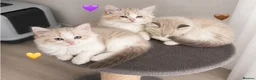 Ragdoll cats for sale: Ragdoll breed kittens 💙 - Advert 4