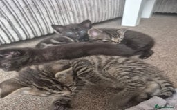 Domestic Shorthair cats for sale: Black and Tabby kittens - Image 2