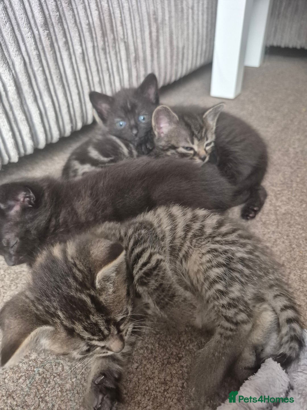 Domestic Shorthair cats for sale: Black and Tabby kittens - Image 2