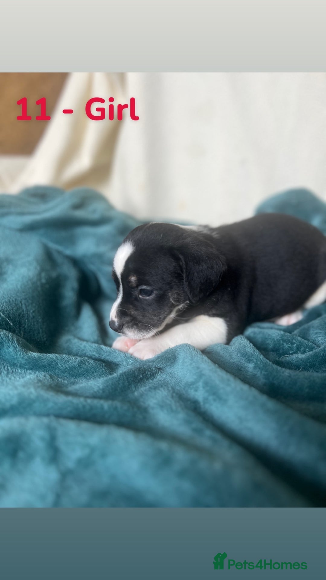 Mixed Breed dogs for sale: Old Tyme English Bulldog x Sproodle Puppies - Image 23