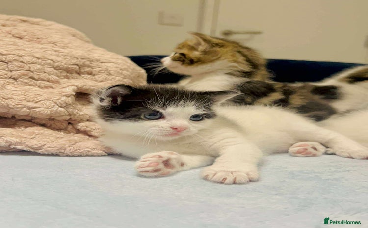 Mixed Breed cats - Advert 5