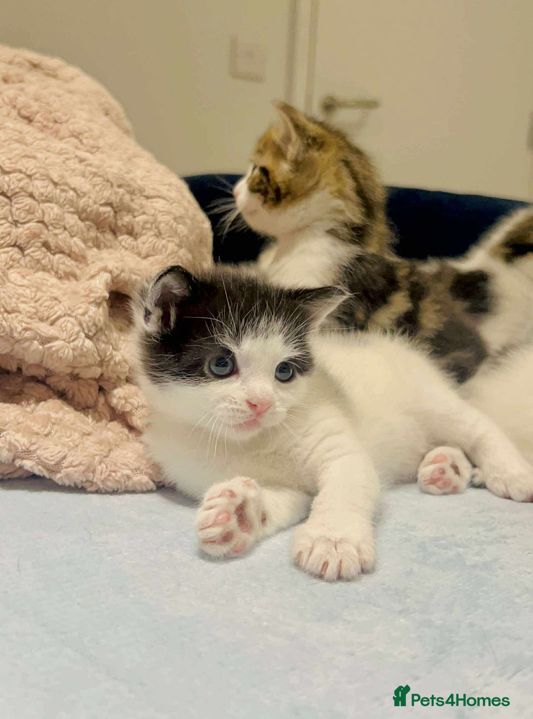 Mixed Breed cats for sale: Beautiful mixed kittens  - Image 1