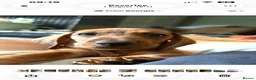 Dachshund dogs for sale: Dachshund boy  - Advert 6