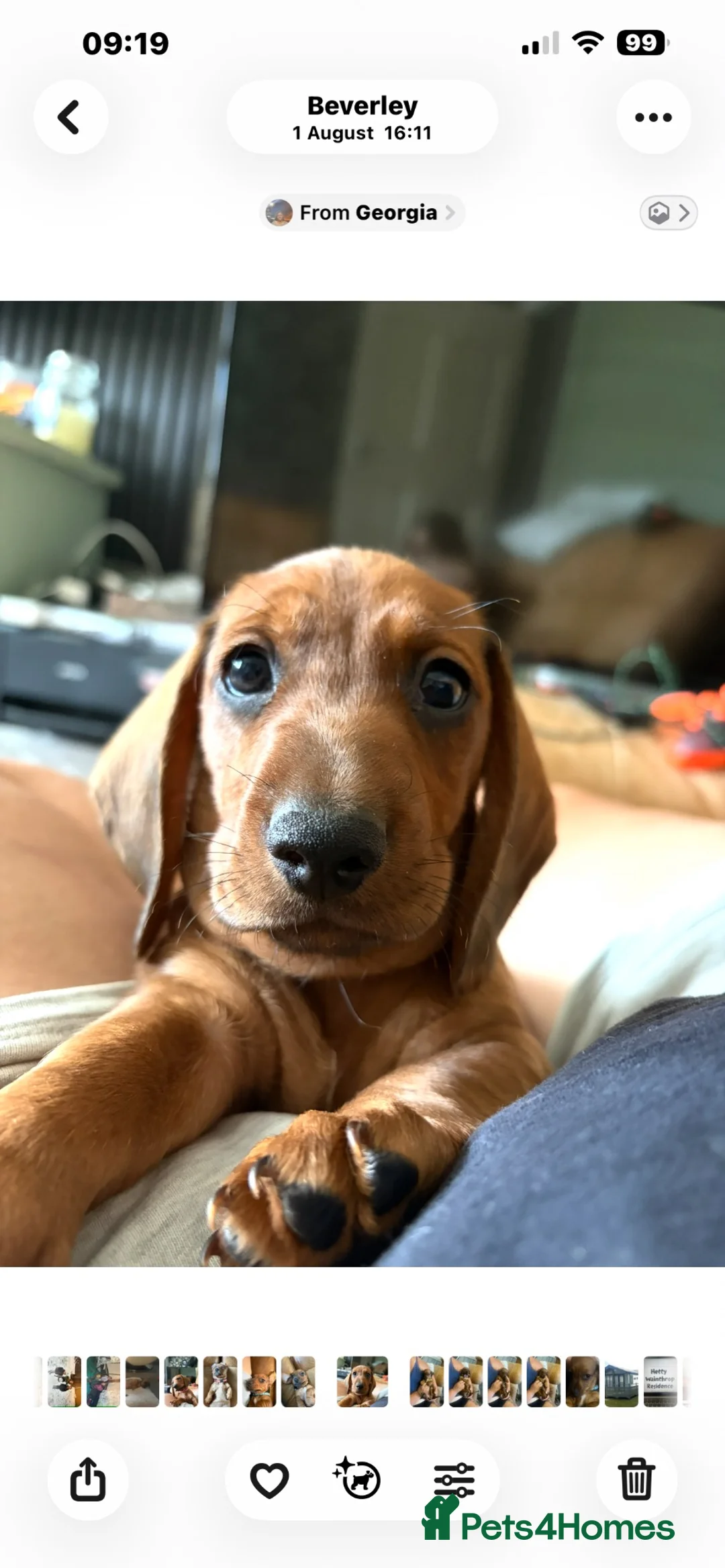 Dachshund dogs for sale: Dachshund boy  - Advert 6