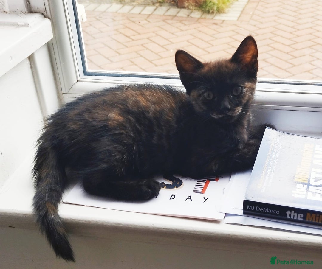 Persian cats for sale:  Persian Crossbreed Kittens Looking for  Home - Image 18