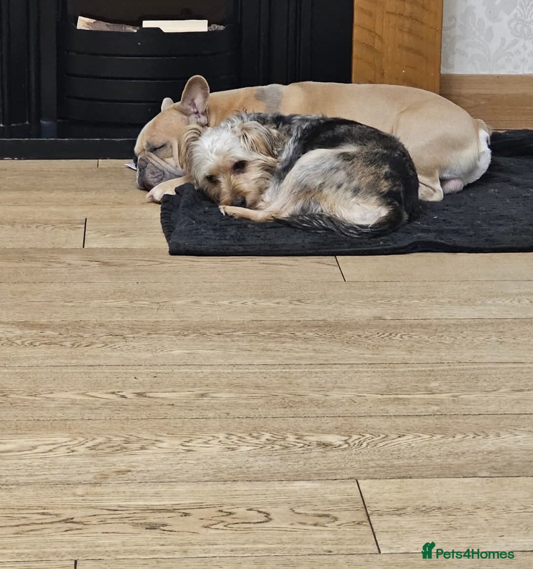 Mixed Breed dogs for sale: Forkies - Advert 4