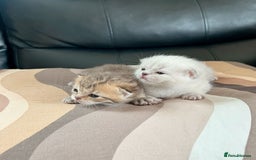 British Shorthair cats for sale: British shorthair chocolate and silver pointed  - Image 3
