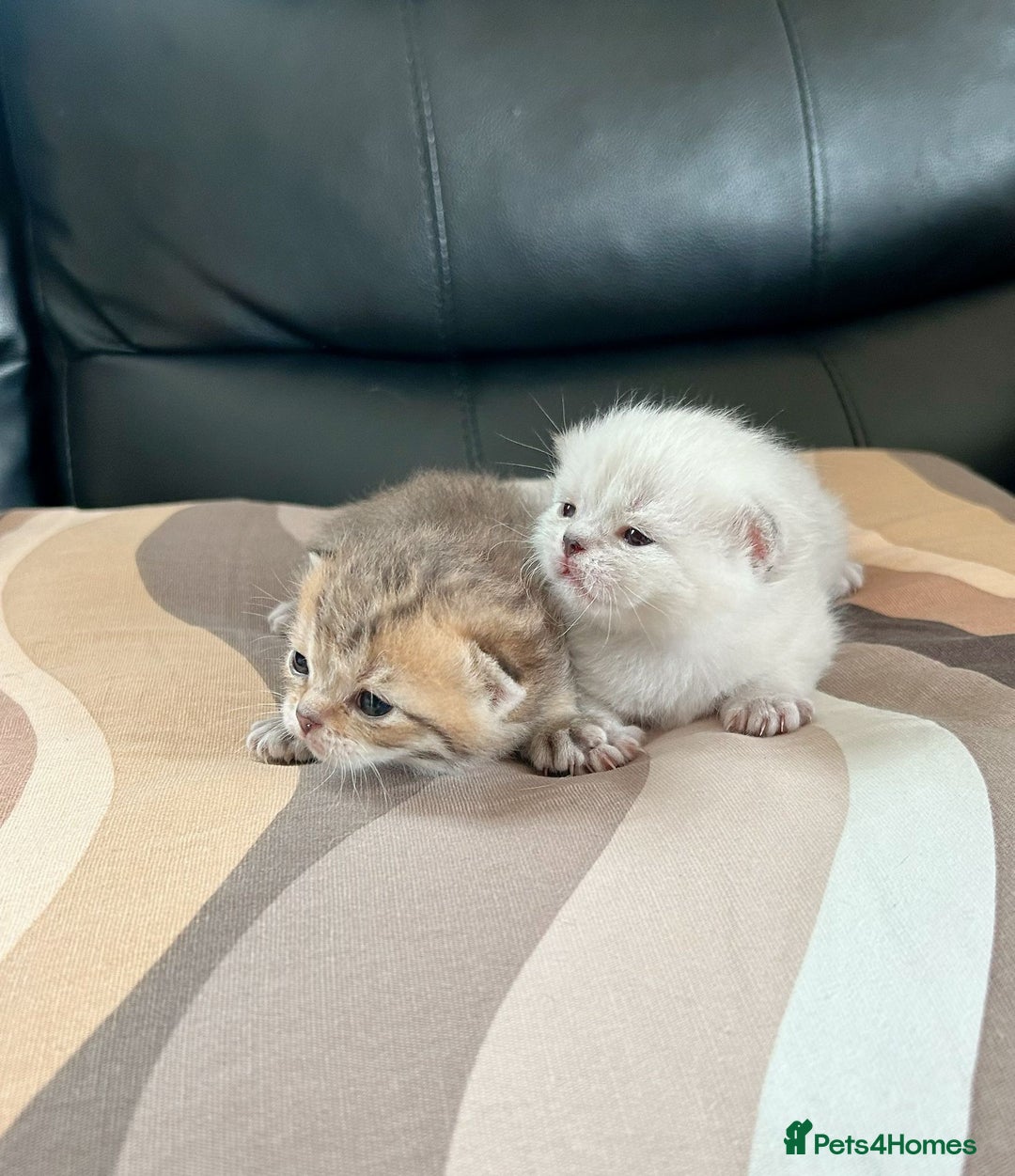 British Shorthair cats for sale: British shorthair chocolate and silver pointed  - Image 3