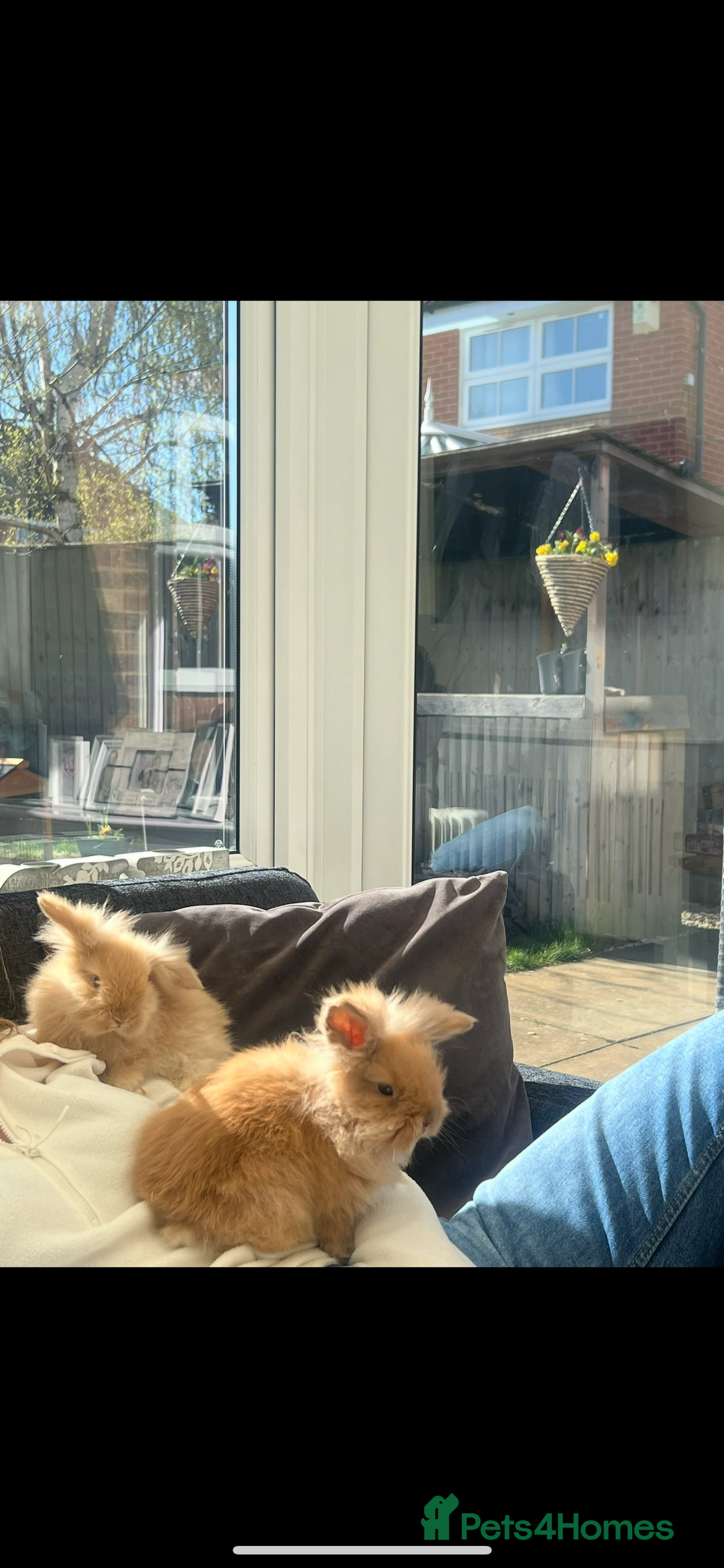 Lionhead rabbits for sale: Bunny & Hunny - Image 3
