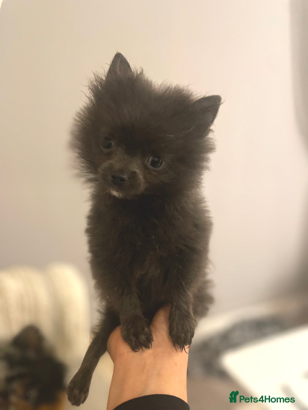Pomeranian dogs for sale: Micro tiny Pomeranian blue boy - Advert 4