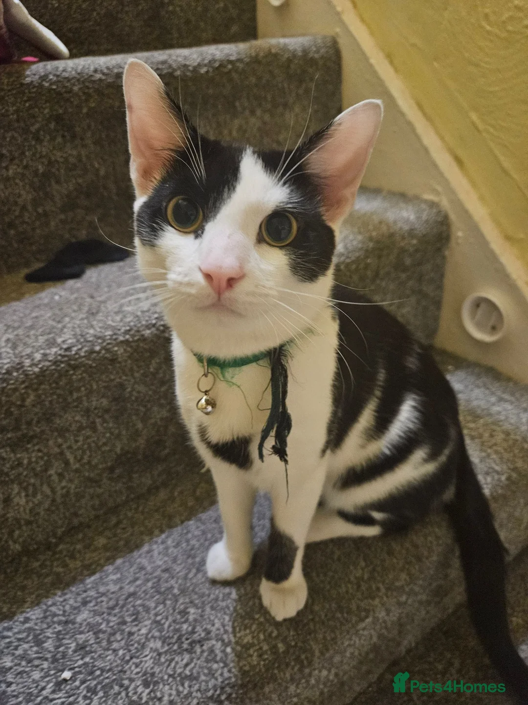 Domestic Shorthair cats for sale: 3 Kittens For Sale..  in Mansfield - Advert 1