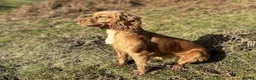 Cocker Spaniel dogs for sale: Chocolate cocker spaniel  - Advert 1