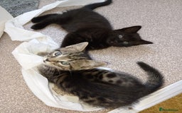 Mixed Breed cats for sale: Beautiful black female kitten - Image 5