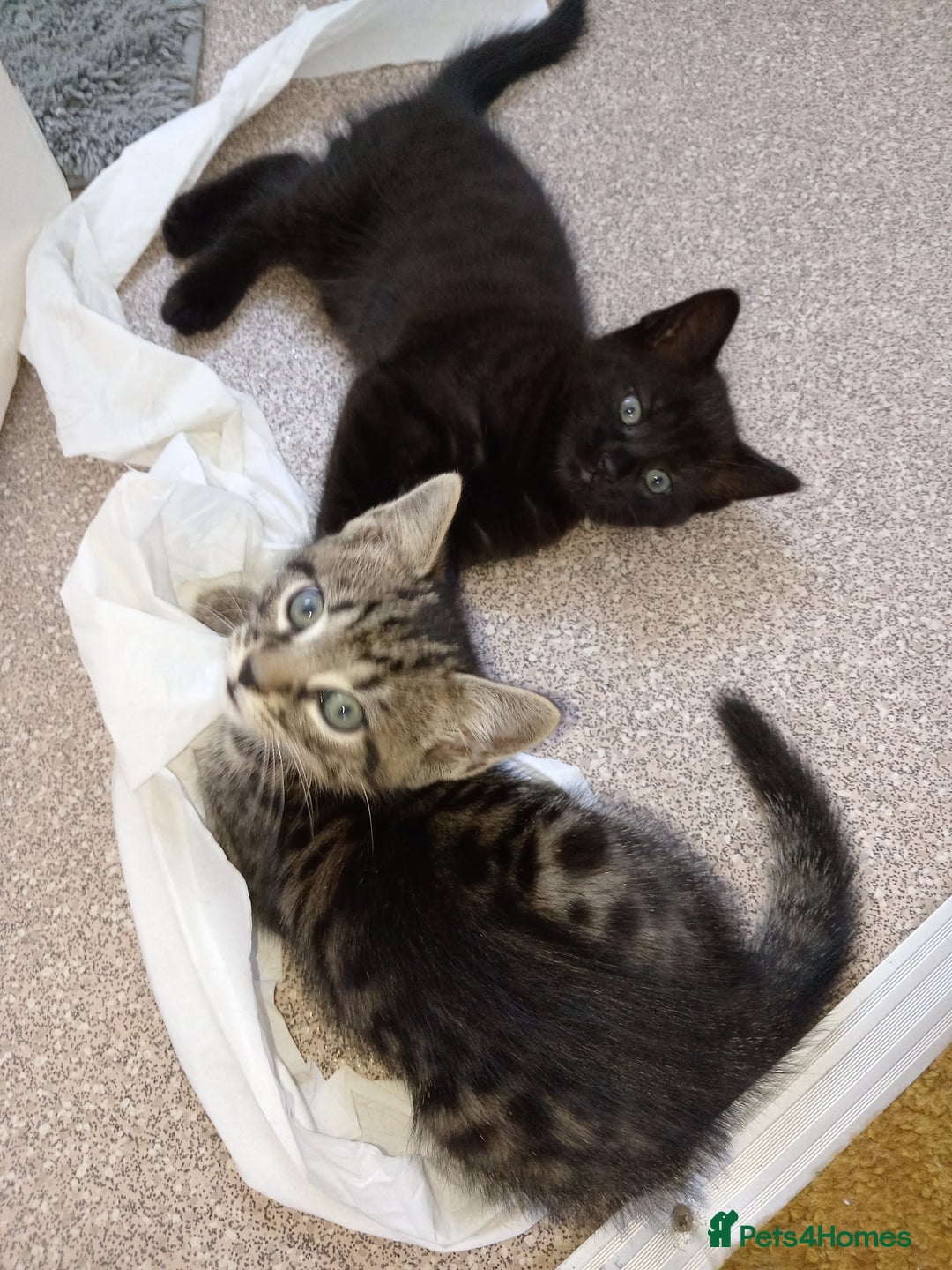 Mixed Breed cats for sale: Beautiful black female kitten - Image 5