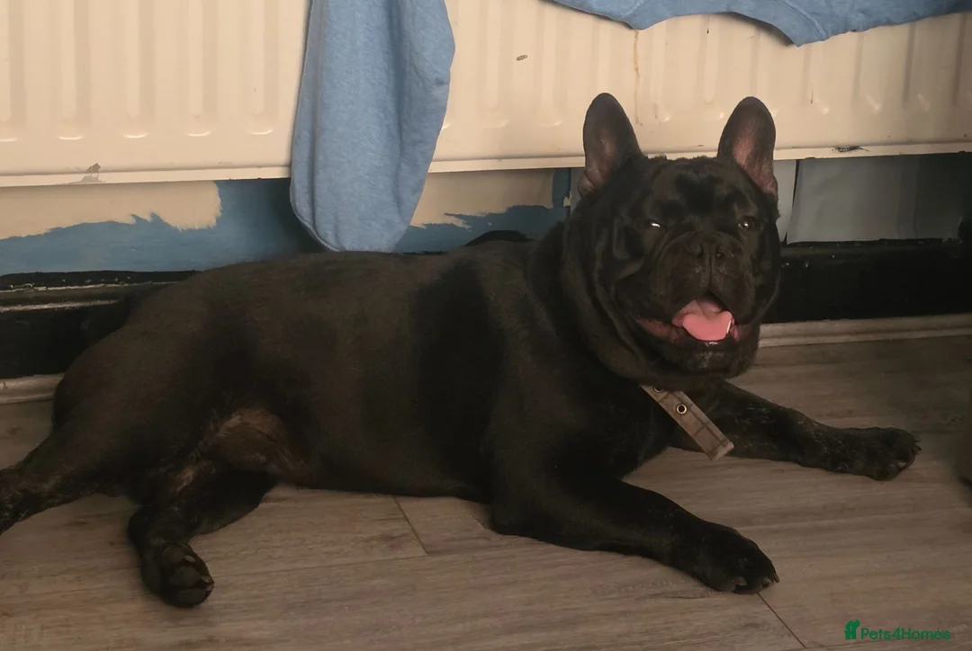 Mixed Breed dogs for sale: Bulldog - Advert 1