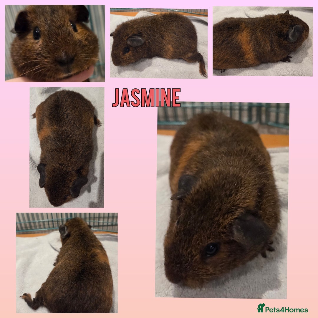 Guinea Pig rodents for sale: Gorgeous Baby Guinea Pigs - Advert 3