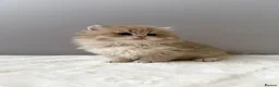 British Longhair cats for sale: Champion lines Golden British Longhairs - Advert 39