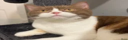 British Shorthair cats for sale: Adults British shorthair  - Advert 2