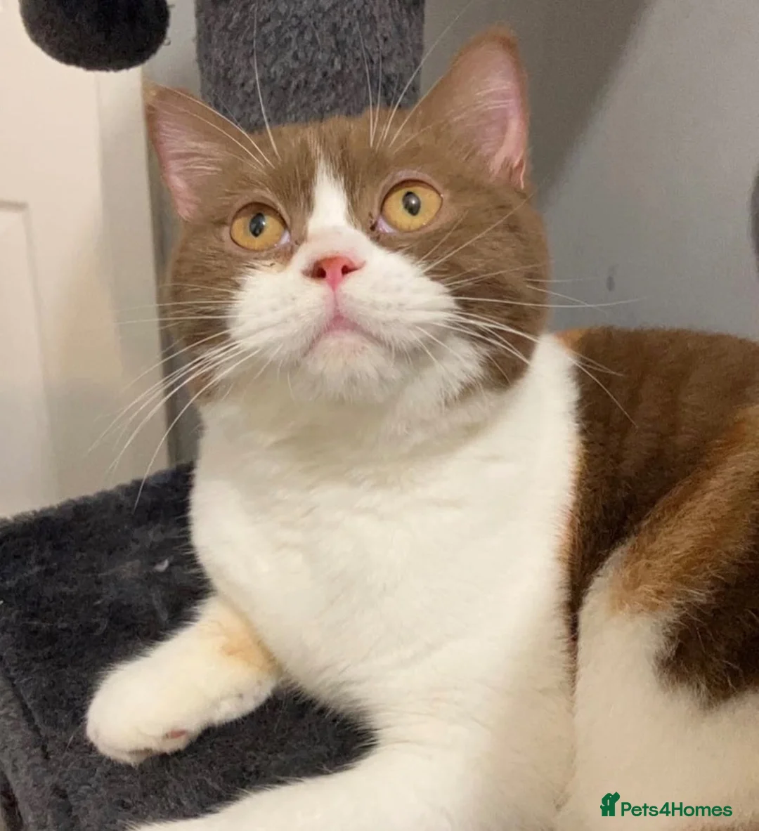 British Shorthair cats for sale: Adults British shorthair  - Advert 2
