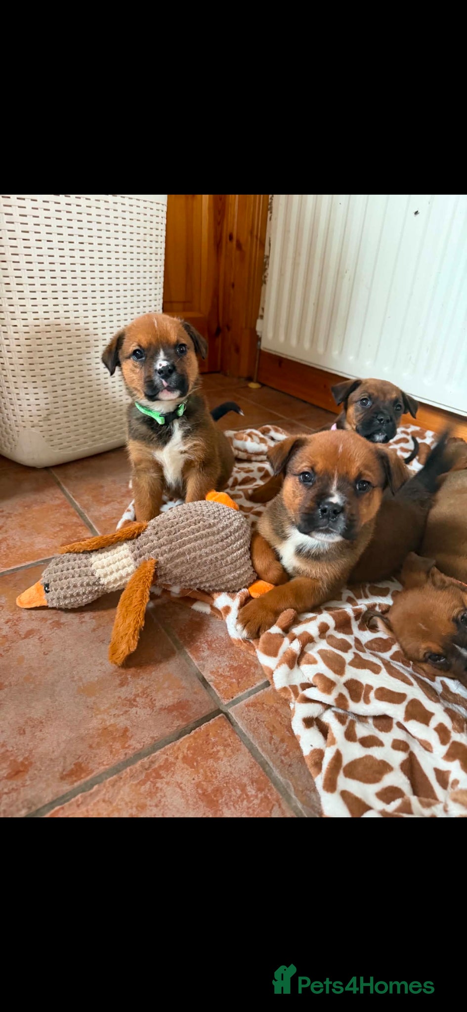 Boxweiler dogs for sale: Boxweiler pups in Omagh - Advert 2