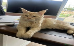 Maine Coon cats for sale: 1 year old Maine Coon Pair - Advert 1