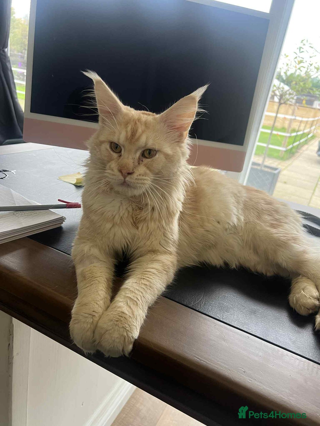 Maine Coon cats for sale: 1 year old Maine Coon Pair - Advert 1