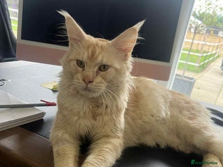 Maine Coon cats for sale: 1 year old Maine Coon Pair - Advert 1