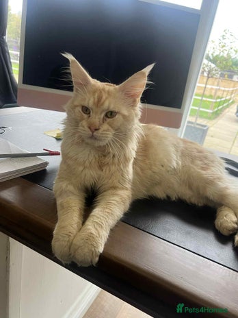 Maine Coon cats 1 year old Maine Coon Pair - Advert 13