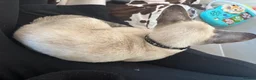 Oriental cats for sale: Oriental shorthair Female  - Advert 4