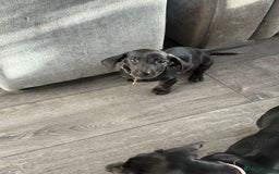 Dachshund dogs for sale: Dachshund puppy male - Advert 5