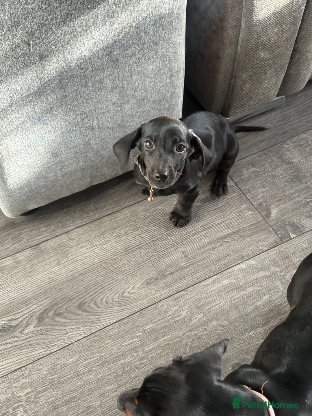 Dachshund dogs for sale: Dachshund puppy male - Advert 5