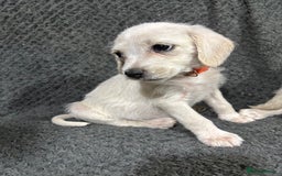 Mixed Breed dogs for sale: Jackapoo x cockapoo puppies - Image 5