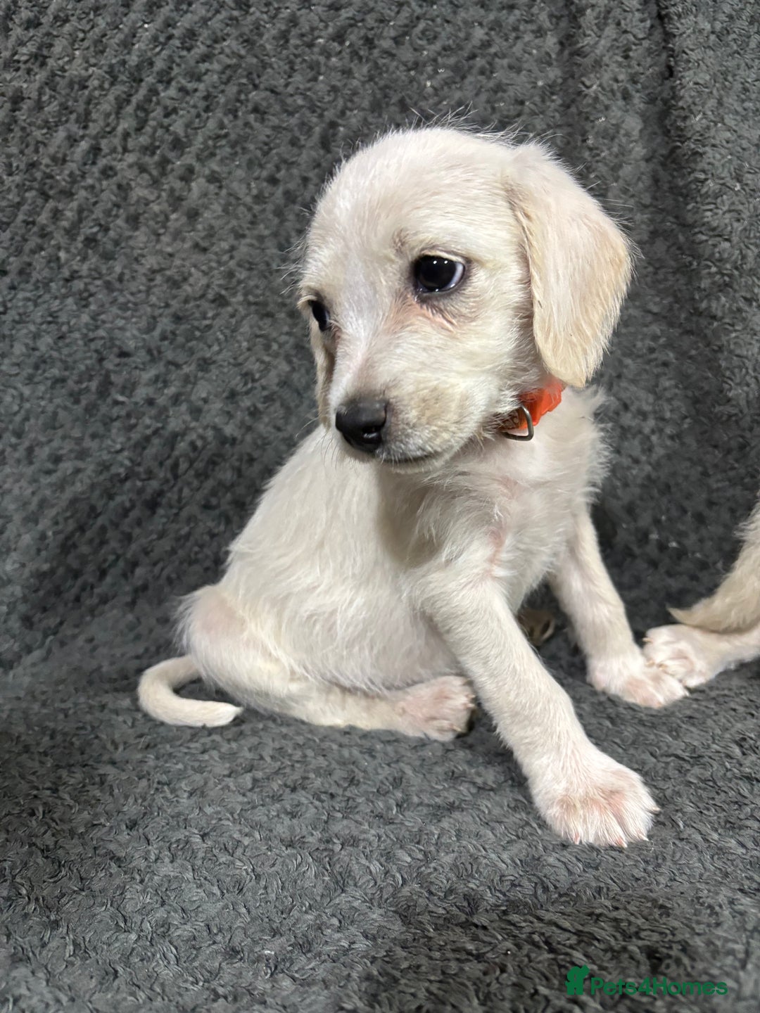 Mixed Breed dogs for sale: Jackapoo x cockapoo puppies - Image 5