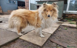 Rough Collie dogs for sale: Rough Collie Female - Image 1