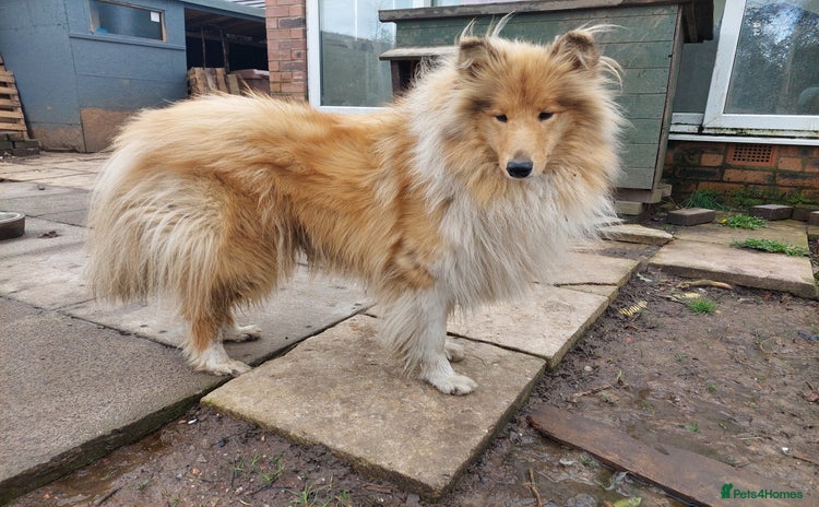 Rough Collie dogs - Advert 1
