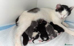 Domestic Shorthair cats for sale: 3 stunning kittens  - Image 6