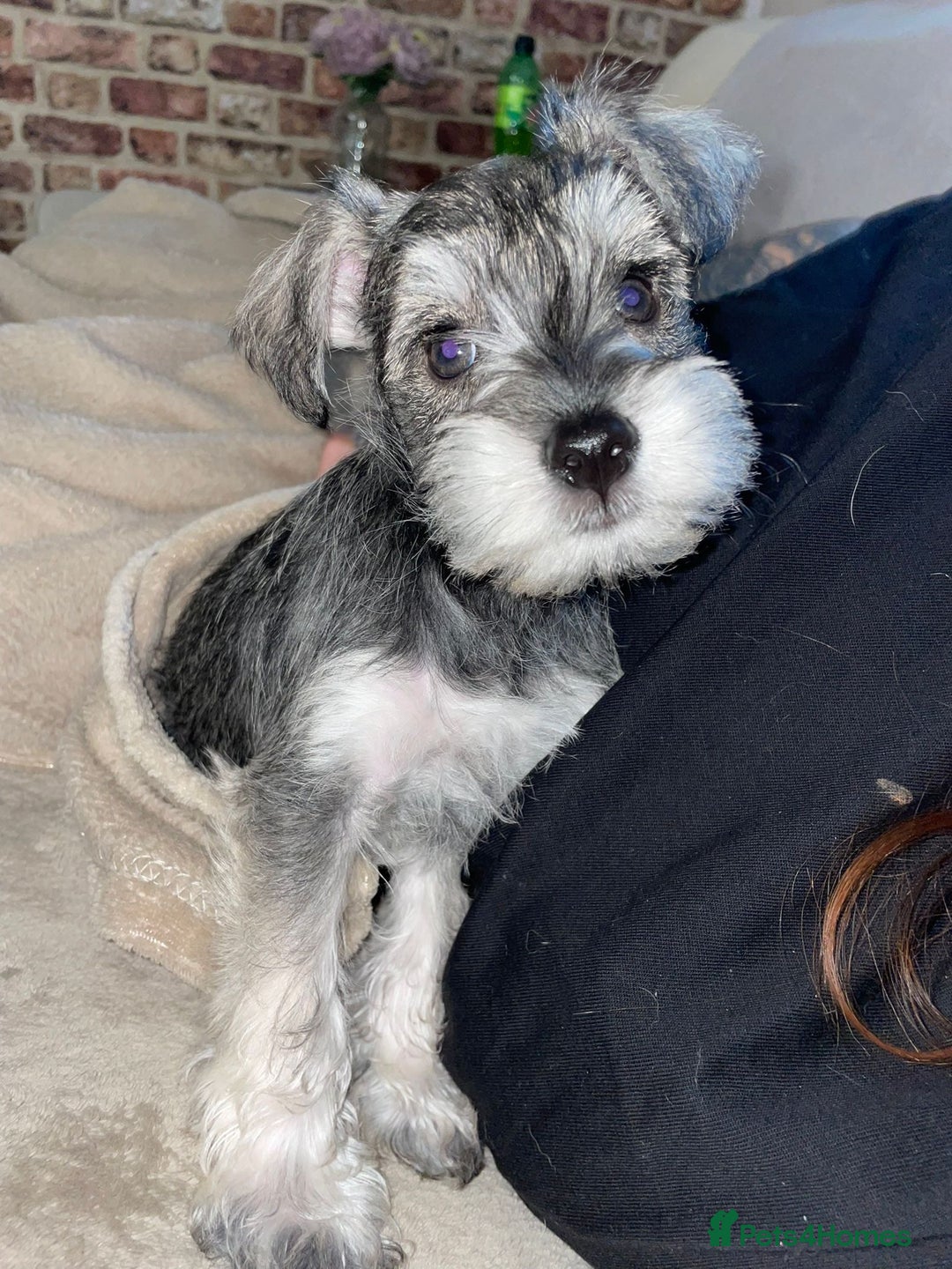 Miniature Schnauzer dogs for sale: KC Beautiful miniature Schnauzers  - Image 13