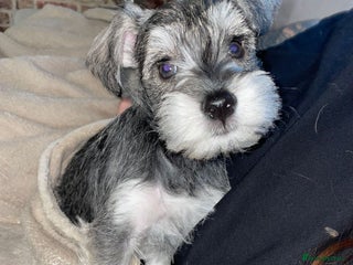 Miniature Schnauzer dogs - Advert 4