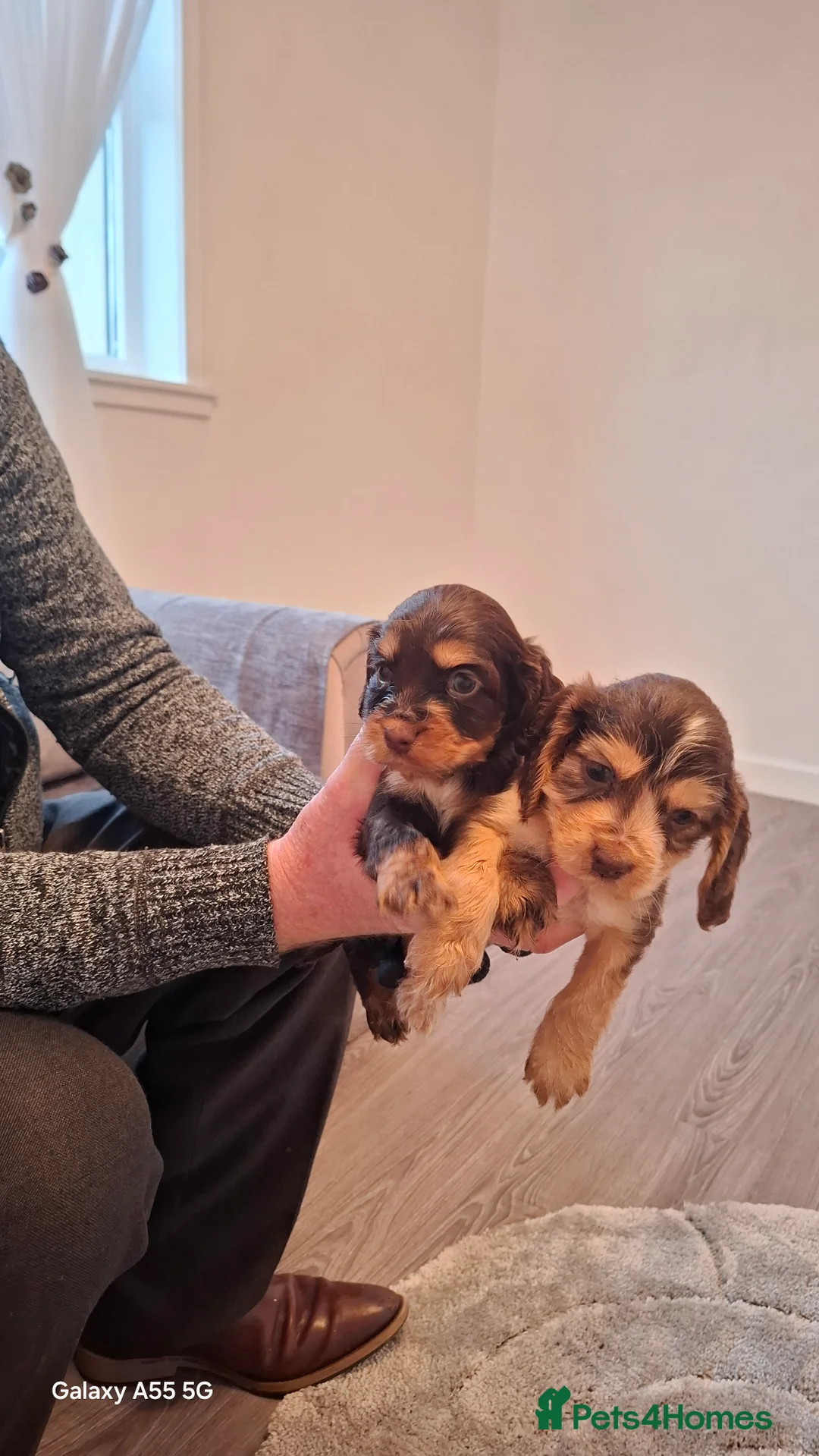 Mixed Breed dogs for sale: Cocker spaniel - Advert 7