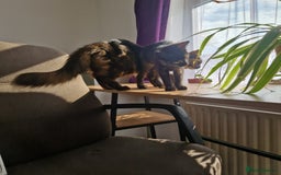 Mixed Breed cats for sale: Mixed Breed Kitten 4 - Somali female kitten for sale - Image 13