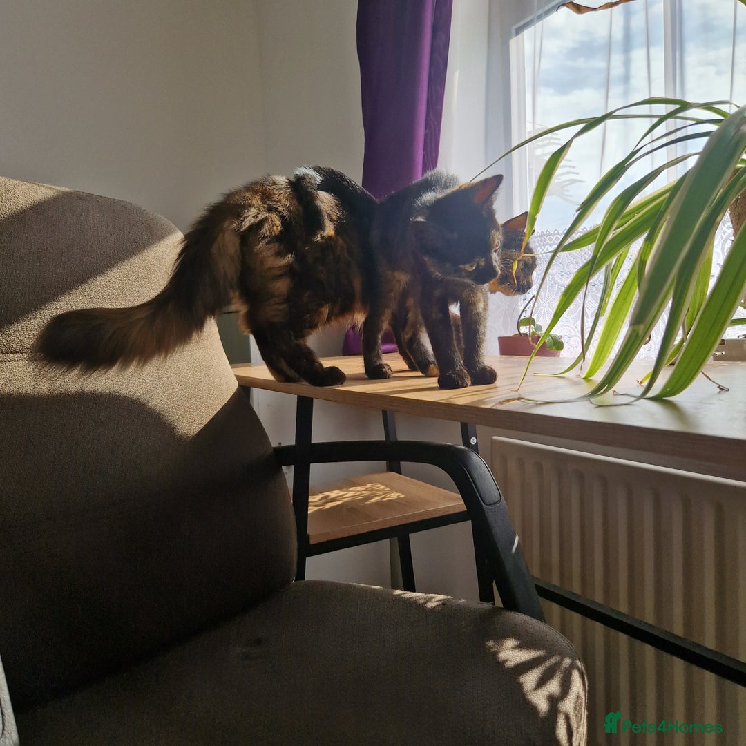 Mixed Breed cats for sale: Mixed Breed Kitten 4 - Somali female kitten for sale - Image 13