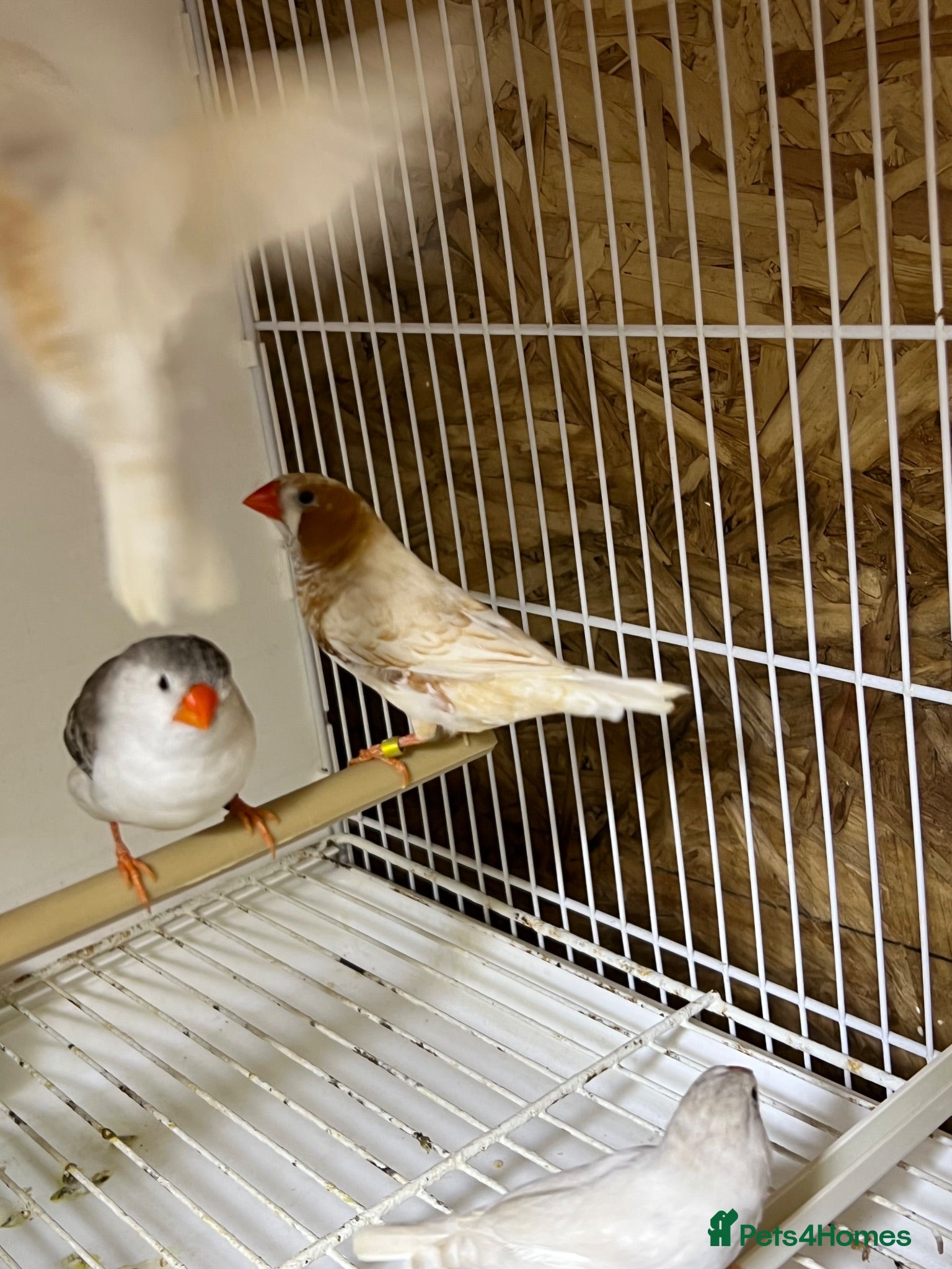 Mixed Breed birds Zebra finches  - Advert 1