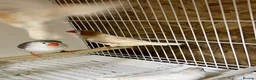 Mixed Breed birds for sale: Zebra finches  - Advert 1