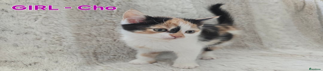 British Shorthair Kitten 5