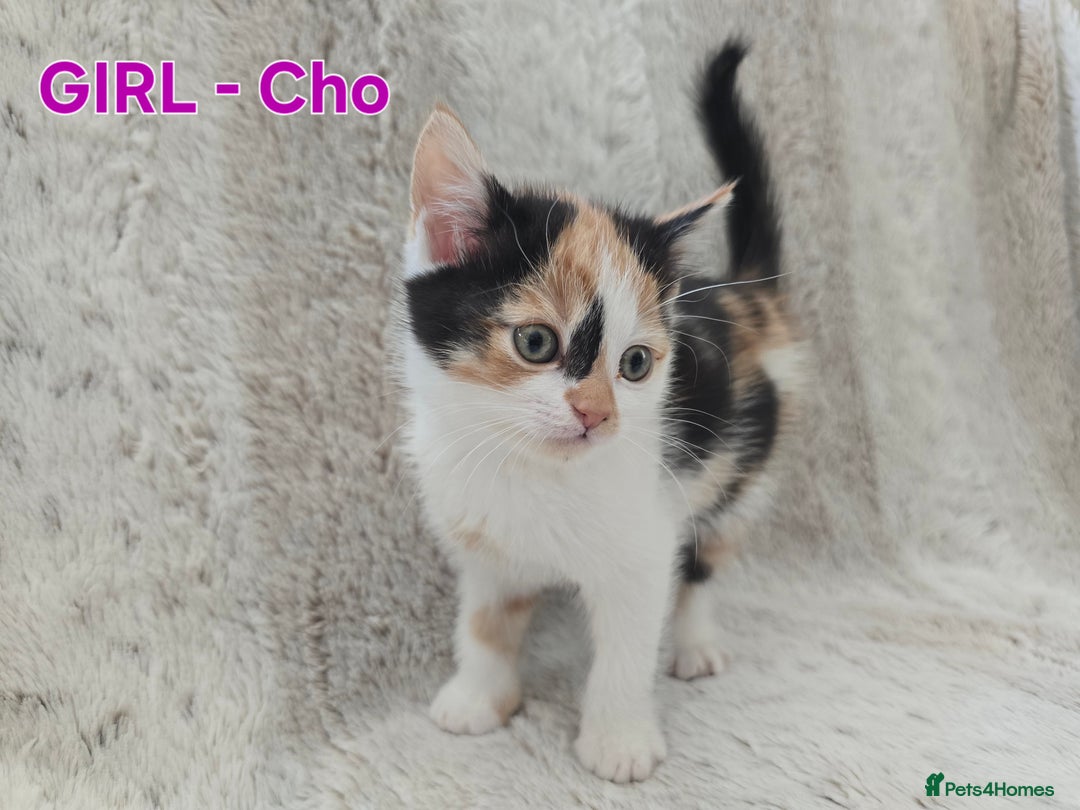 British Shorthair cats for sale: ☆AVAILABLE NOW☆ 5 half/British Shorthair kittens - Image 3