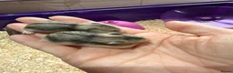 Hamster rodents for sale: 5 russian dwarf hamster pups - Advert 5
