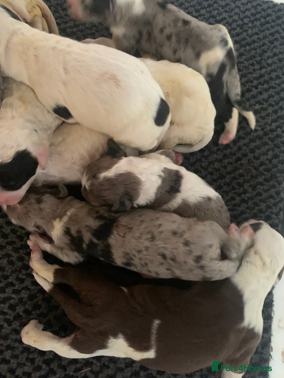 Sheepadoodle dogs for sale: Medium Size Sheepadoodle F1b.  - Advert 2