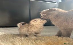 British Shorthair cats for sale: Chocolate spotty Scottish fold kittens - Image 4