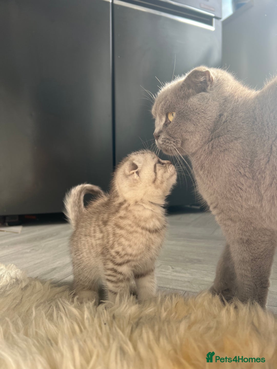 British Shorthair cats for sale: Chocolate spotty Scottish fold kittens - Image 4