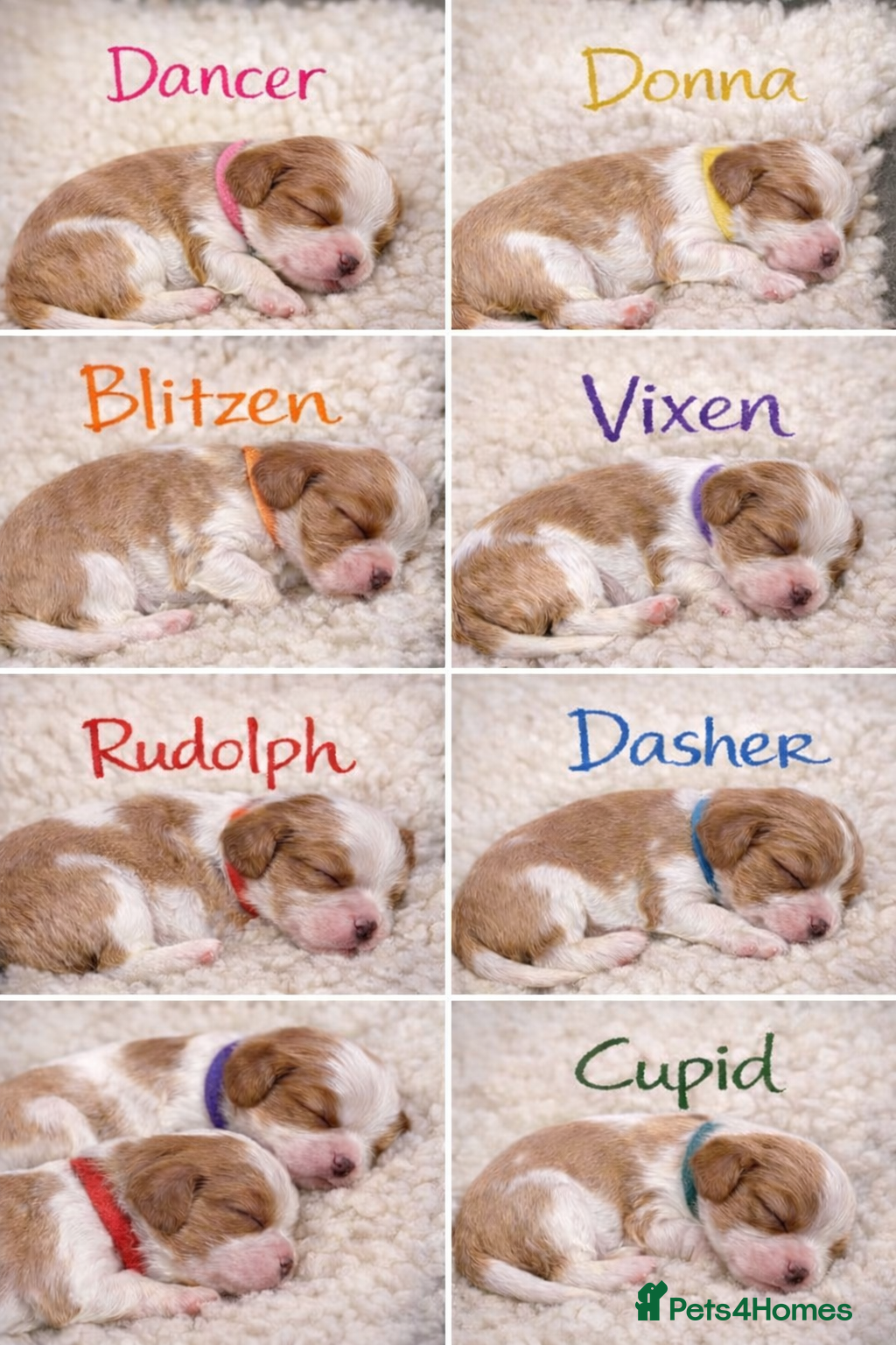 Cavalier King Charles Spaniel dogs King Charles Cavalier Puppies 5⭐️Breeder Blenheim - Advert 1